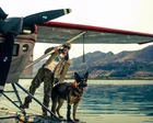 Pedigree chums: why dogs are dying less in movies