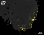 The great moth revival: how bogongs have bounced back