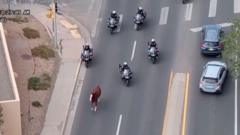 Runaway horse captured by police on motorbikes