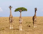 Comedy wildlife photography award finalists 2026 – in pictures