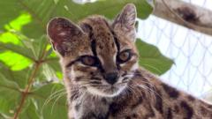 New wild cat species discovered - with only one known living member