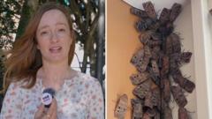 Why are these endangered moths swarming Australia's east coast?