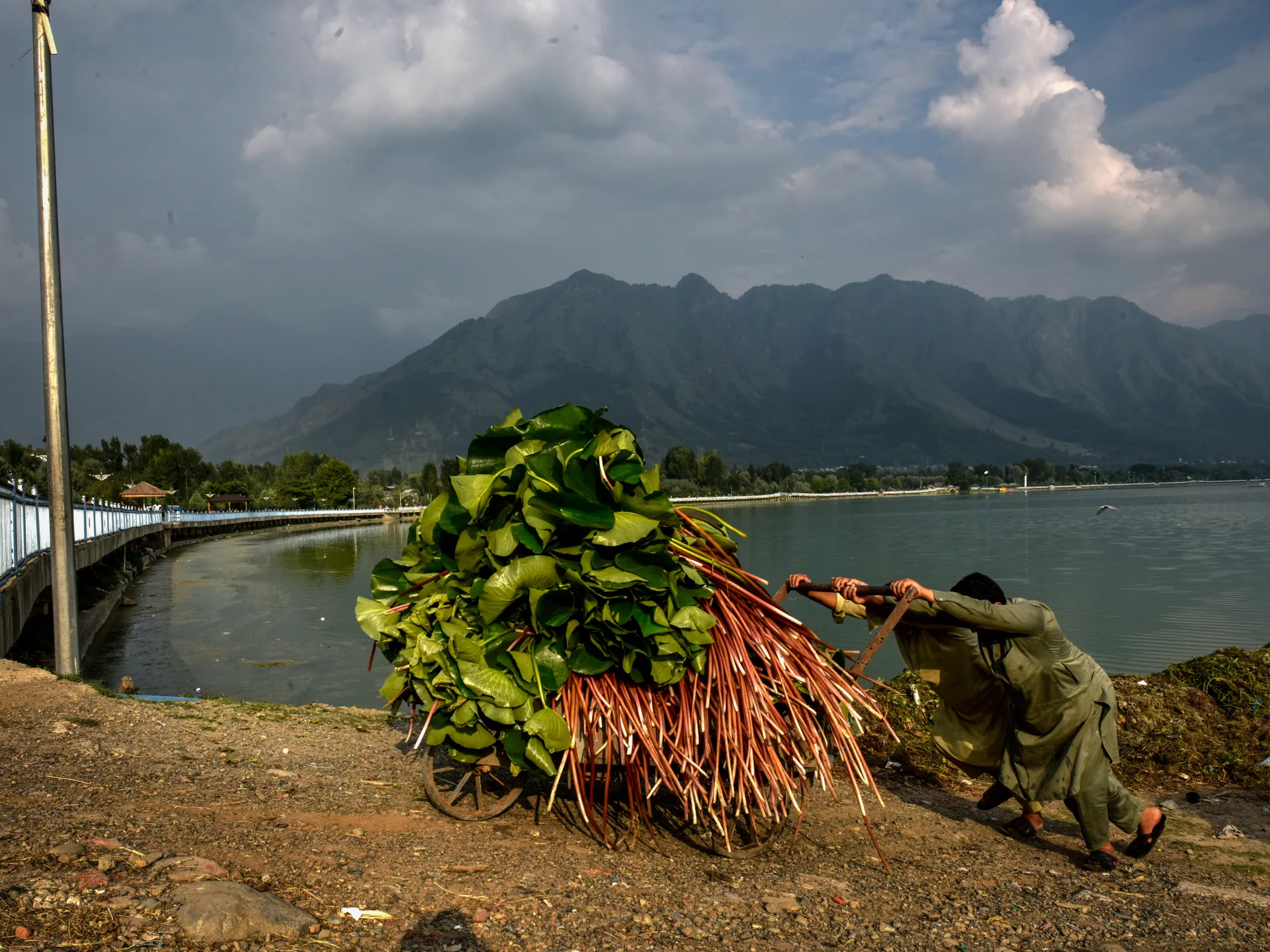 Photos: Kashmir’s Dal Lake faces environmental and climate challenges