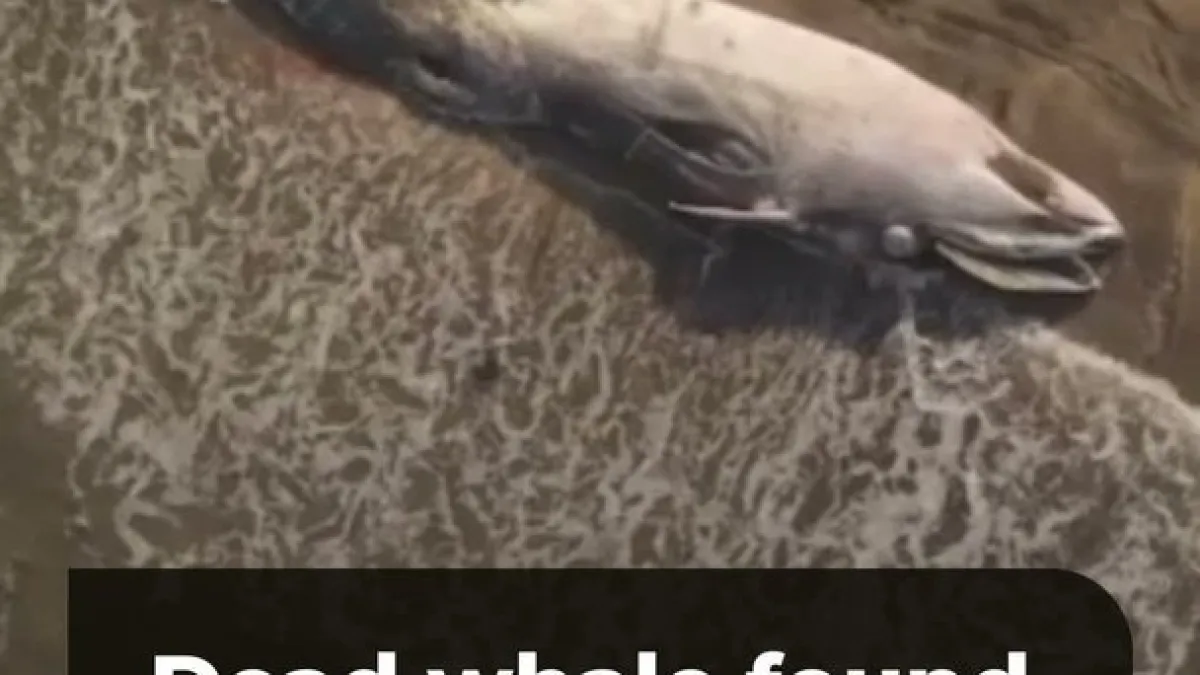 Dead whale washes ashore on beach in Mexico