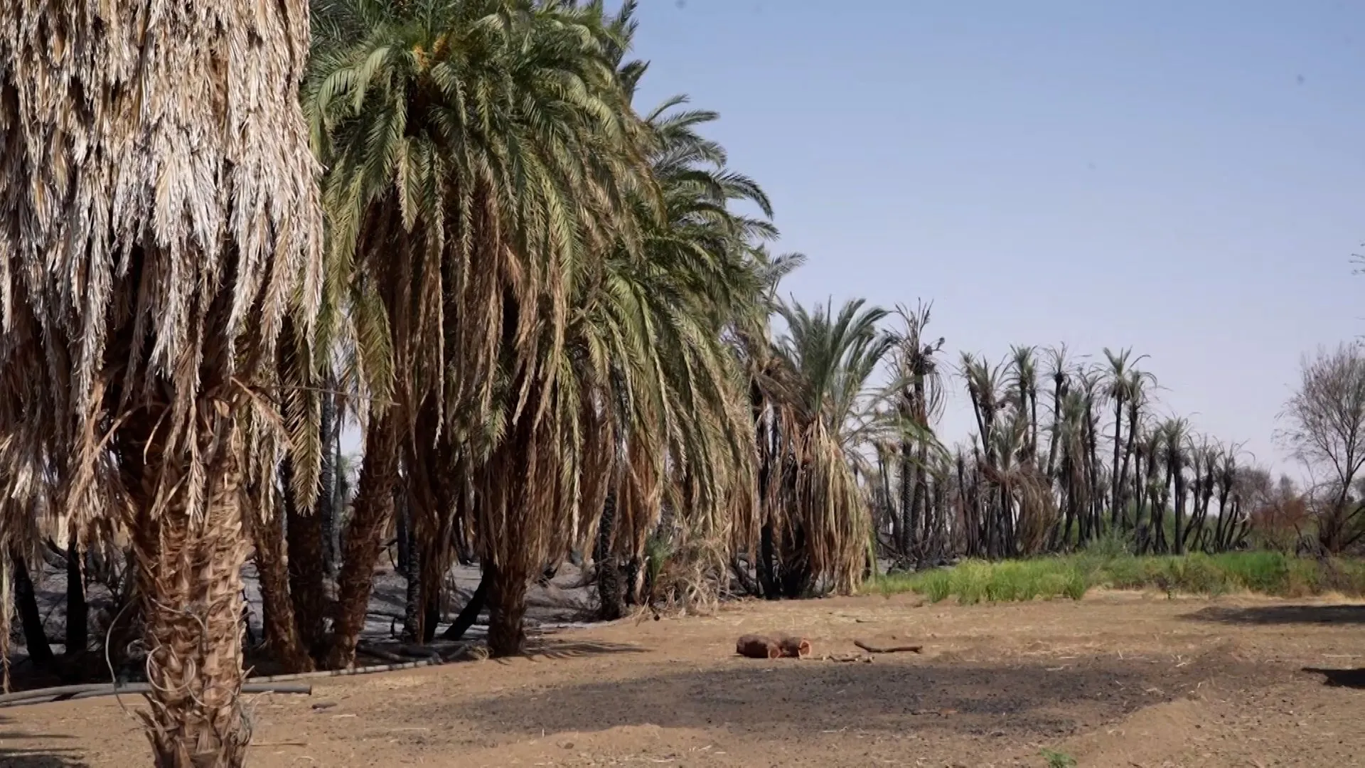 Sudan’s date palm trees under threat from drought and wildfires