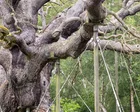 England’s ancient oak trees dying in extreme hot and dry weather