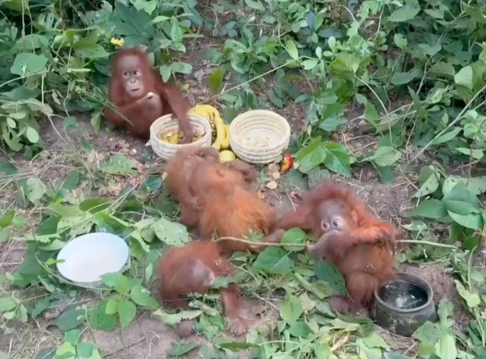Authorities in India rescue baby orangutans dumped in forest