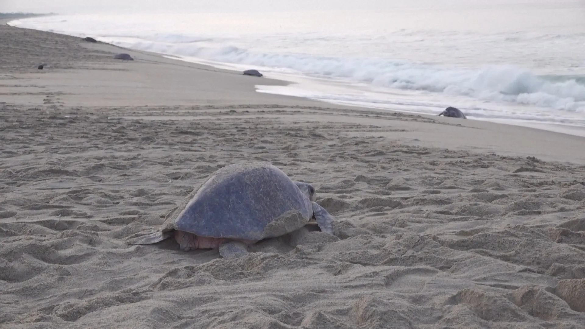 Spectacular turtle nesting event in southern Mexico