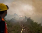 Indonesia wildfires threaten orangutans rescued from animal traffickers