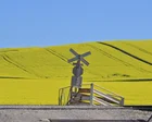 NSW bumper canola crops shine on – in pictures