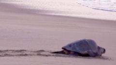 Mass nesting brings swarms of turtles to Mexican beach