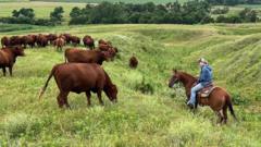 American ranchers wrestle with soaring costs - and their loyalty to Trump