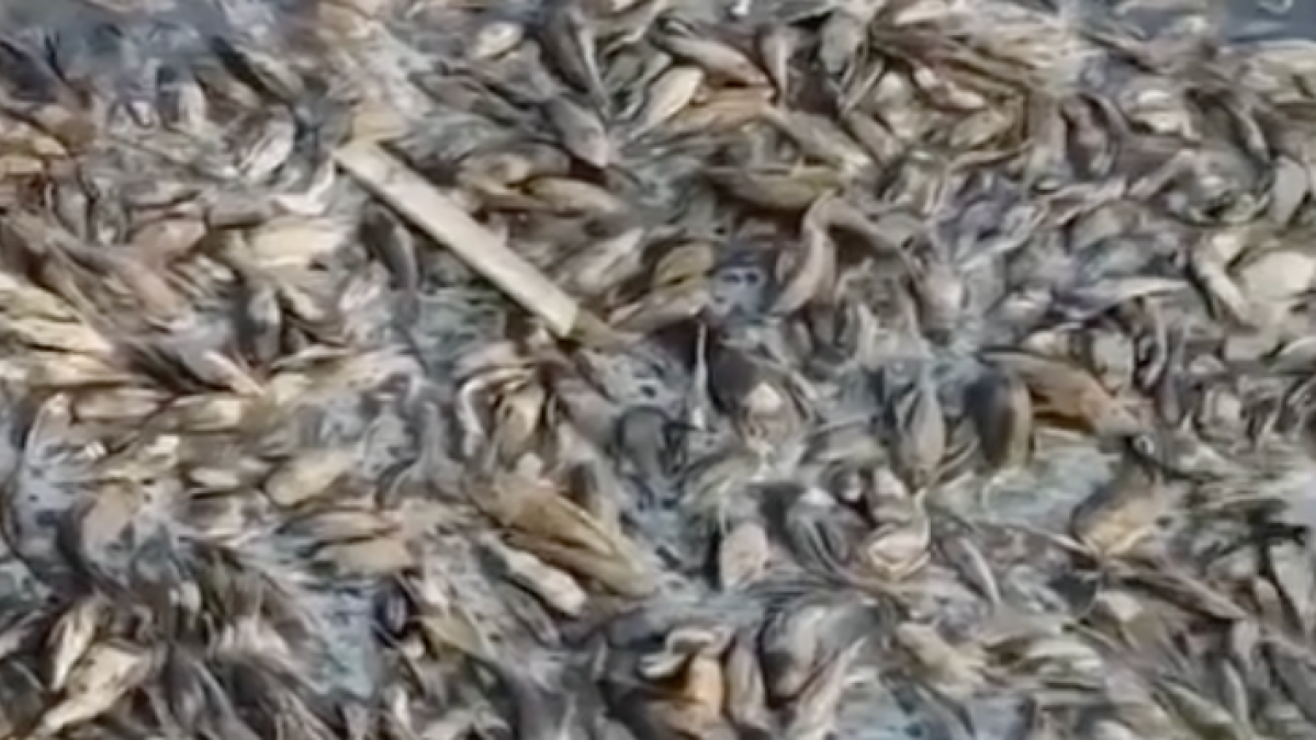 Dead fish fill vanishing river as drought grips Indonesia