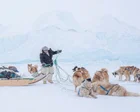 Scaring monkeys? Detecting bedbugs? Meet the elite working dogs – in pictures